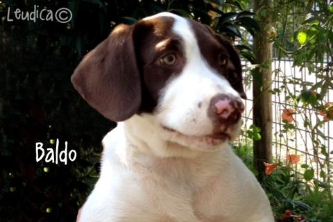 Baldo